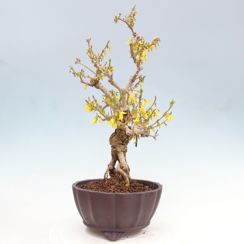 Outdoor bonsai - Zlatice - Forsythia koreana