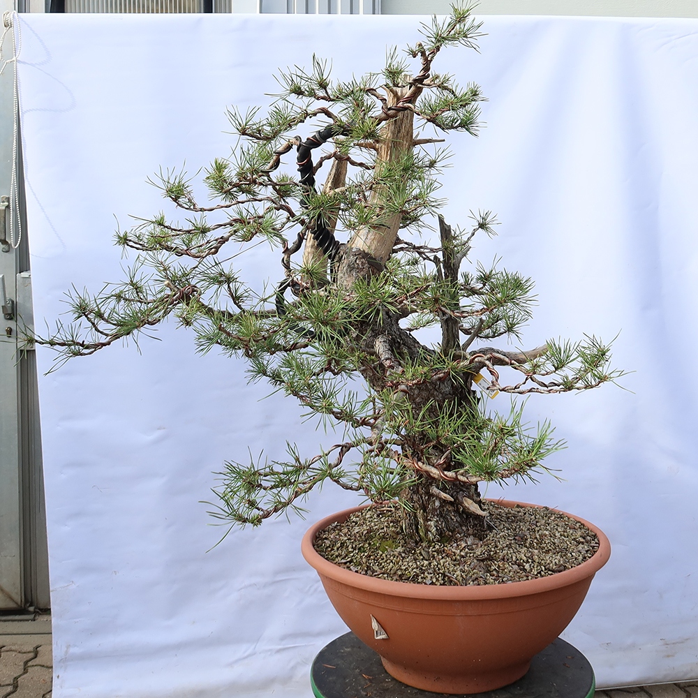 Pinus sylvestris Spain - Scots pine