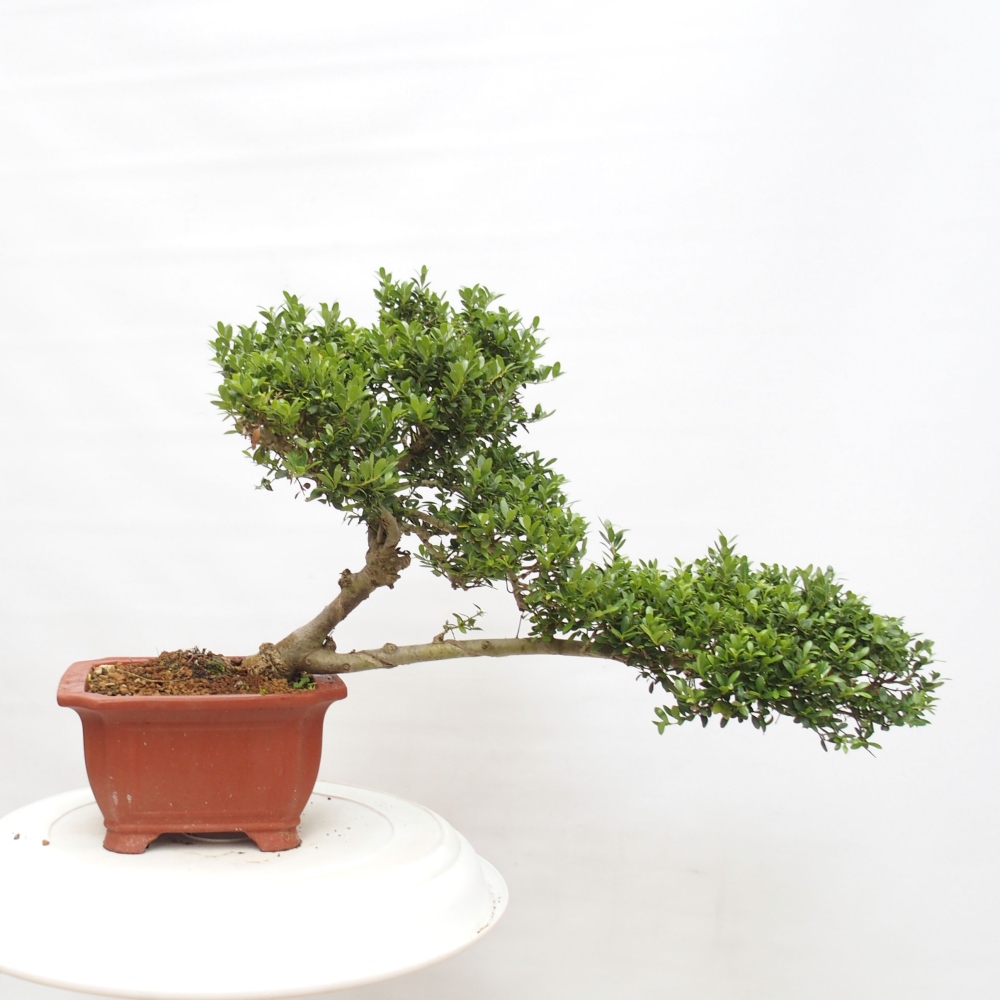 Indoor bonsai - Ilex crenata - Holly