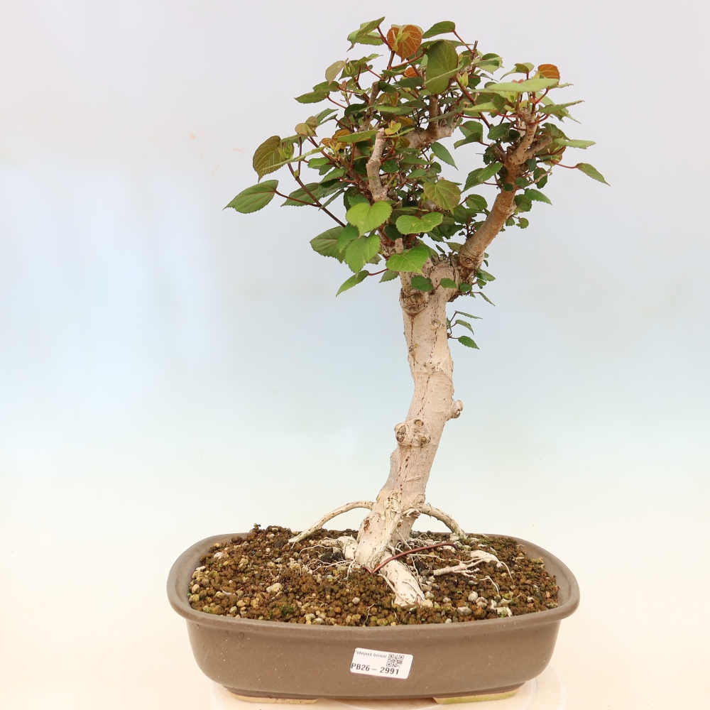 Indoor bonsai - Hibiscus tiliaceus - Sea Hibiscus