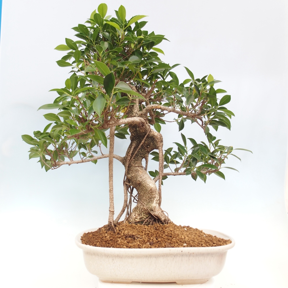 Room bonsai - Ficus kimmen - small-leaved ficus - PERSONAL COLLECTION ONLY or pallet transport