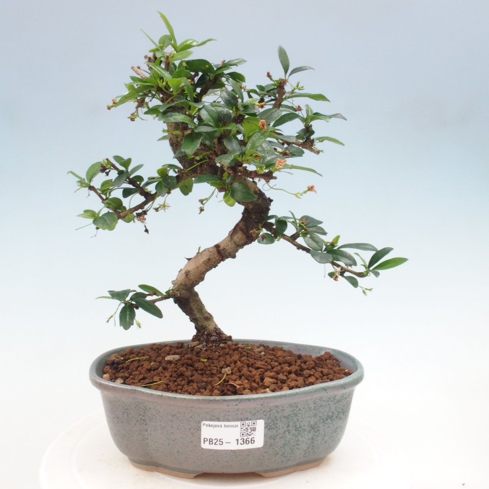 Room bonsai - Carmona macrophylla - Tea fuki