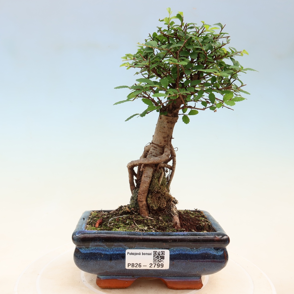 Room bonsai - Ulmus parvifolia - Small-leaved elm