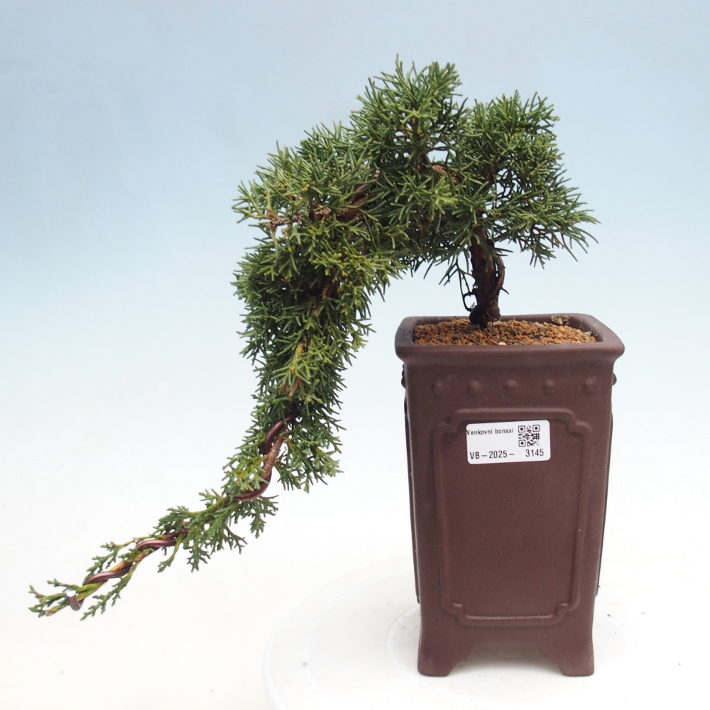 Outdoor bonsai - Juniperus chinensis Kishu - Chinese Juniper