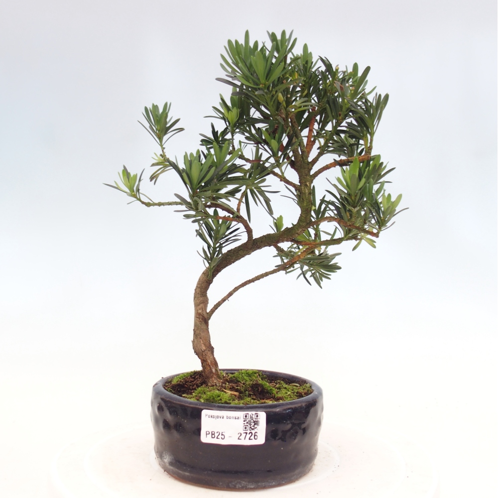 Indoor bonsai - Podocarpus - Stone thous