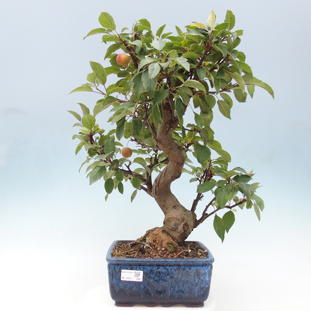 Outdoor bonsai - Malus halliana - Small-fruited apple tree
