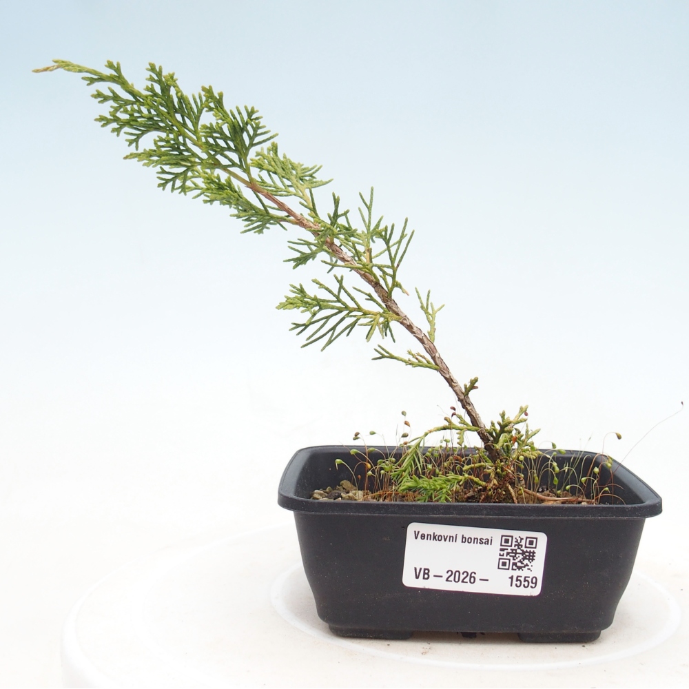 Outdoor bonsai - Juniperus chinensis Itoigawa