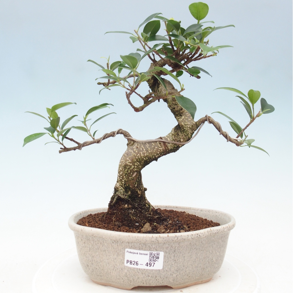 Room bonsai - Ficus retusa - small-leaved ficus