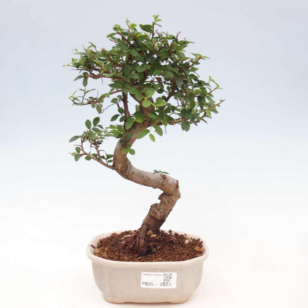 Room Malolistý elm bonsai