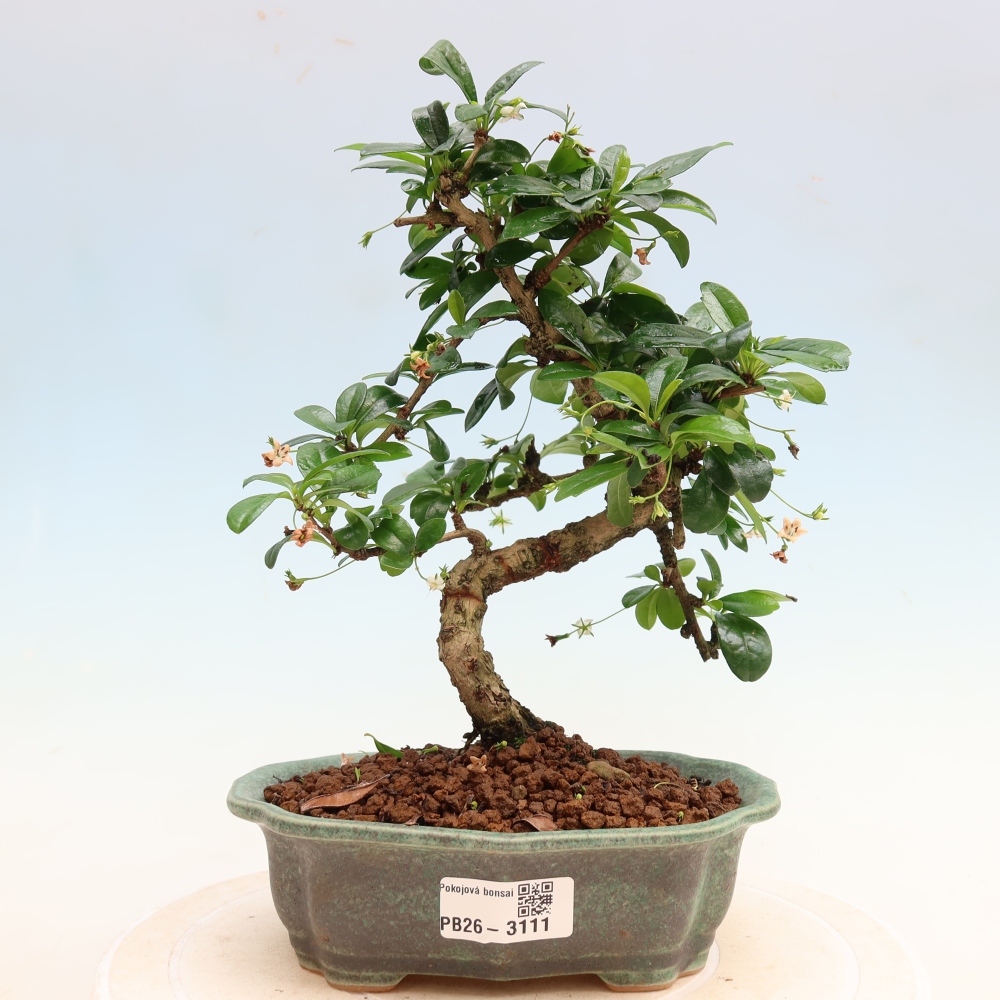 Room bonsai - Carmona macrophylla - Tea fuki