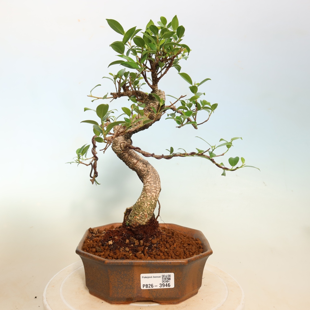 Room bonsai - Ficus kimmen - small-leaved ficus