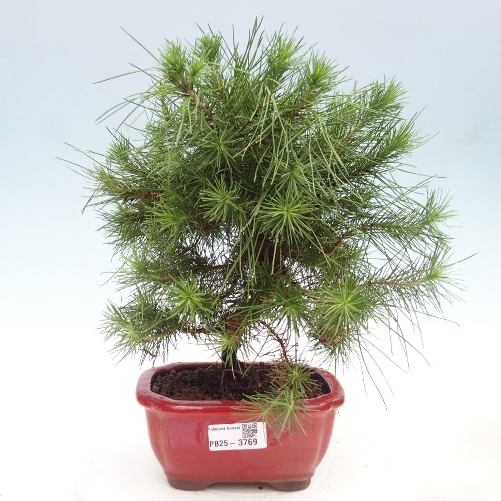 Room bonsai-Pinus halepensis-Pine of Aleppo