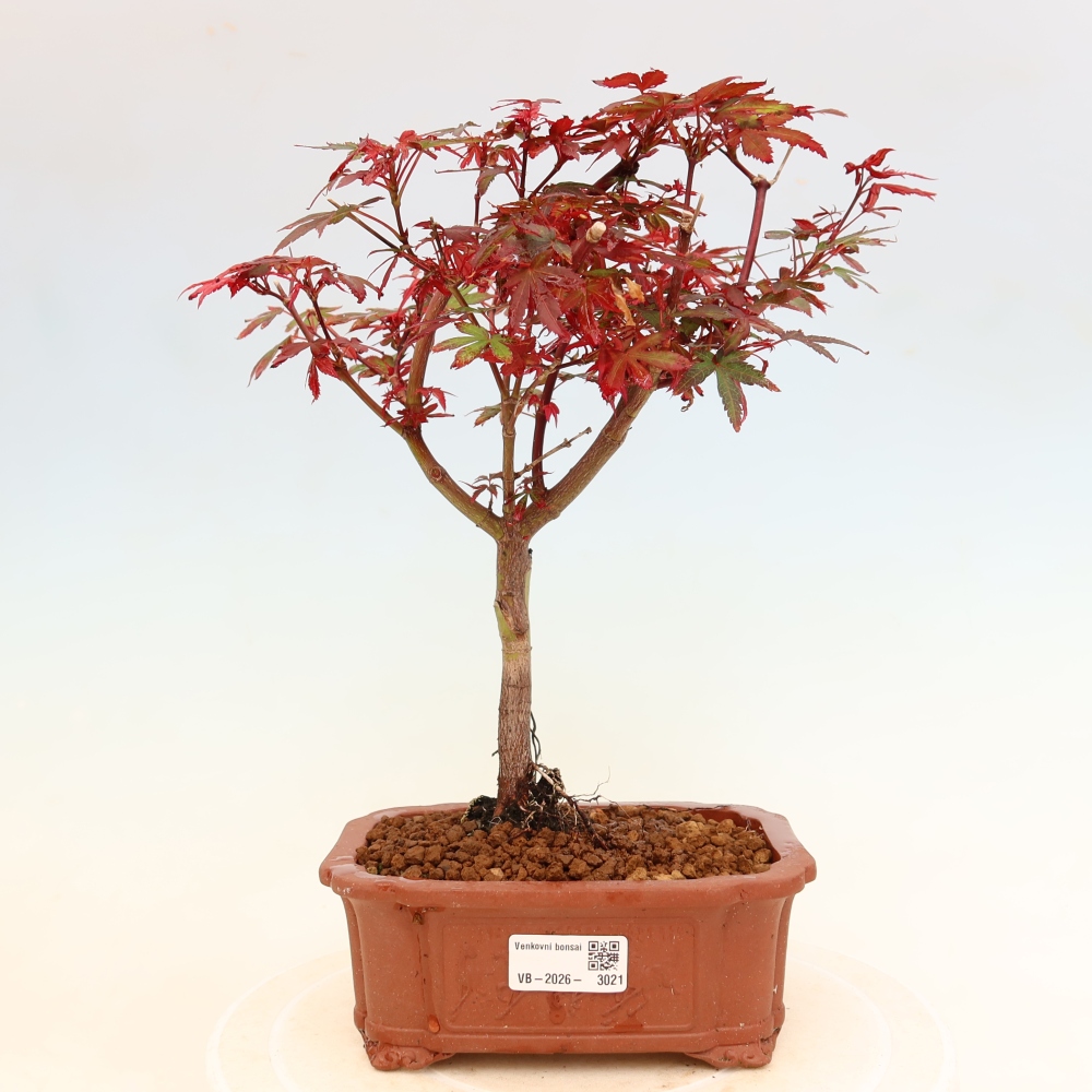 Outdoor Bonsai - Japanese Maple - Acer palmatum 'Berry Broom' 