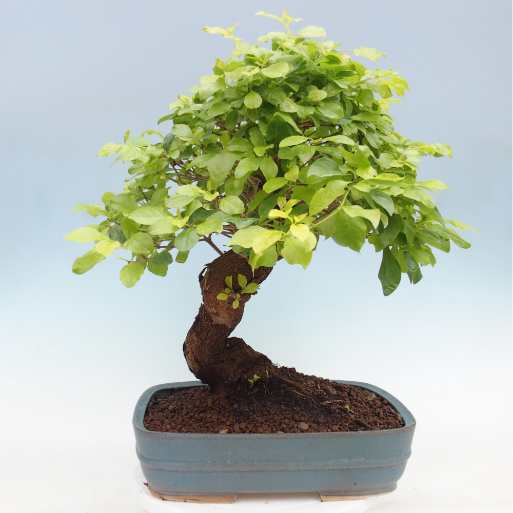 Room bonsai - Duranta erecta Aurea - PERSONAL COLLECTION ONLY or pallet transport