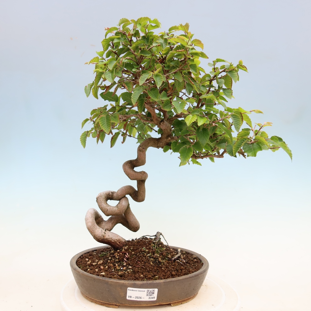Outdoor bonsai -Carpinus coreana - Korean Hornbeam