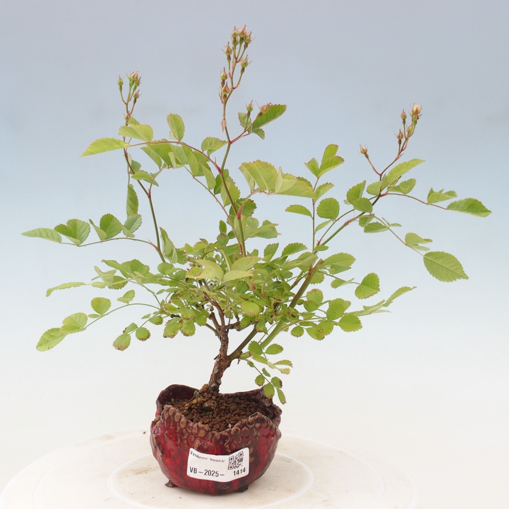 Outdoor bonsai - Rosa sp. - small-flowered rose
