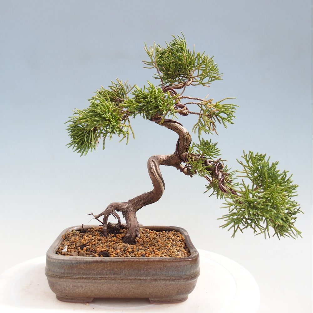 Outdoor bonsai - Juniperus chinensis Kishu