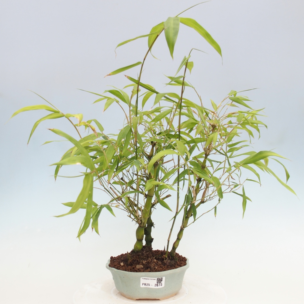 Indoor bonsai - Bamboo Buddha-Bamboo Buddha's belly