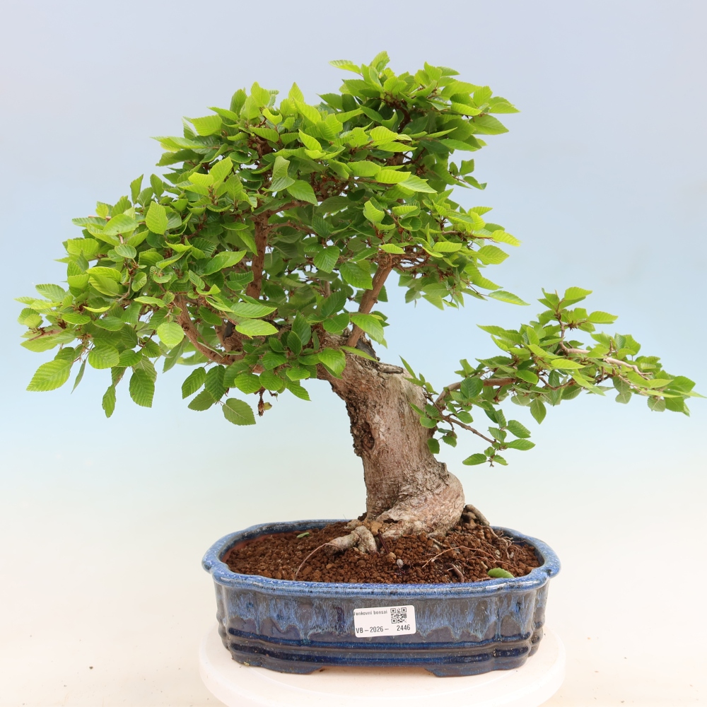 Outdoor bonsai -Carpinus coreana - Korean Hornbeam