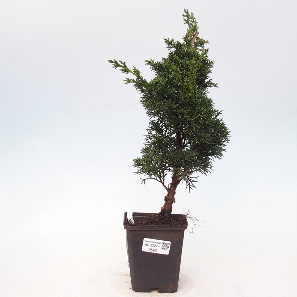 Outdoor bonsai - Juniperus chinensis Kishu - Chinese juniper