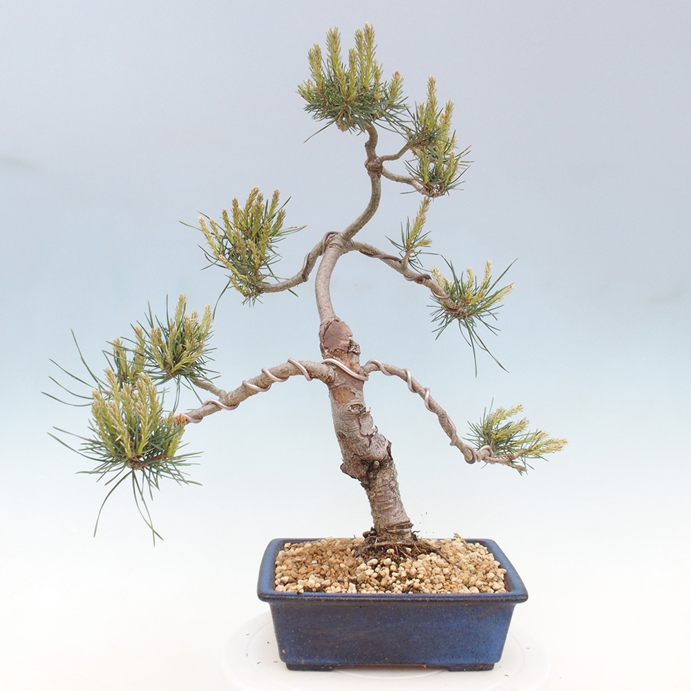 Outdoor bonsai - Pinus Sylvestris - Scots pine