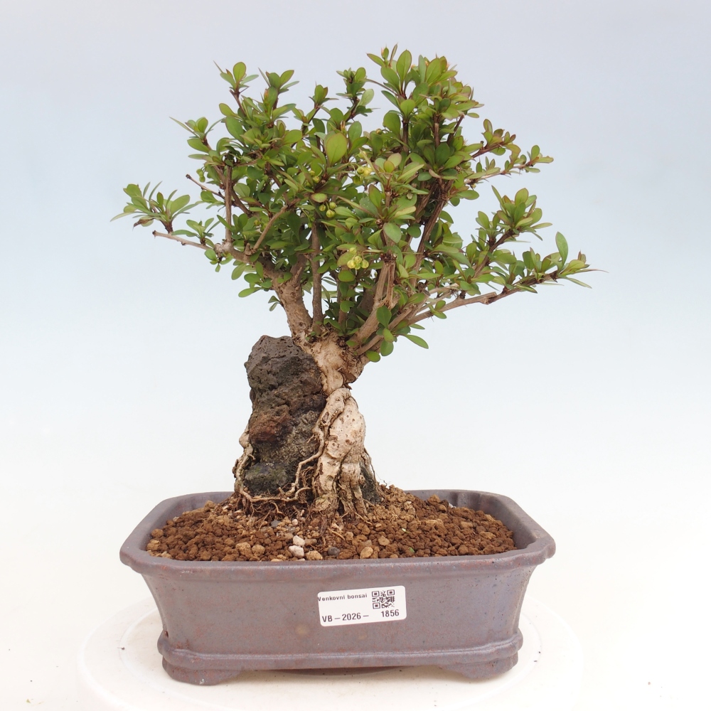 Outdoor bonsai - Berberis coreana