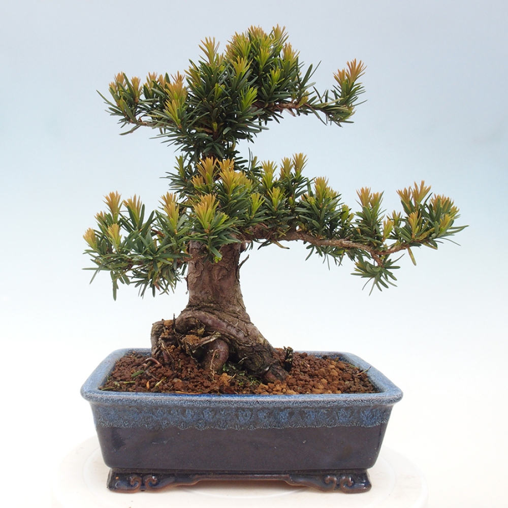Outdoor bonsai - Taxus cuspidata - Japanese yew