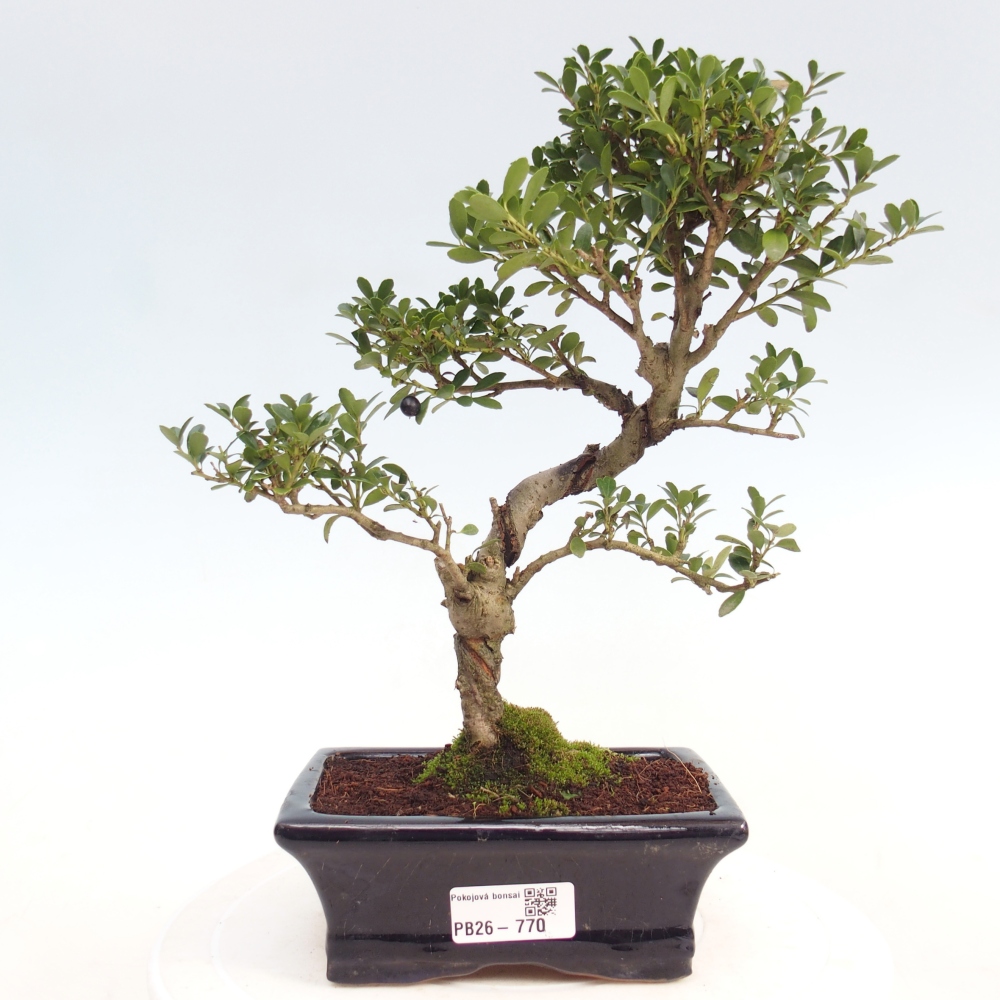 Room bonsai - Ilex crenata - Holly
