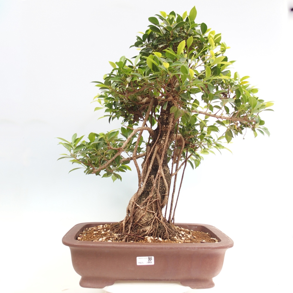 Room bonsai - Ficus kimmen - small-leaved ficus - PERSONAL COLLECTION ONLY or pallet transport