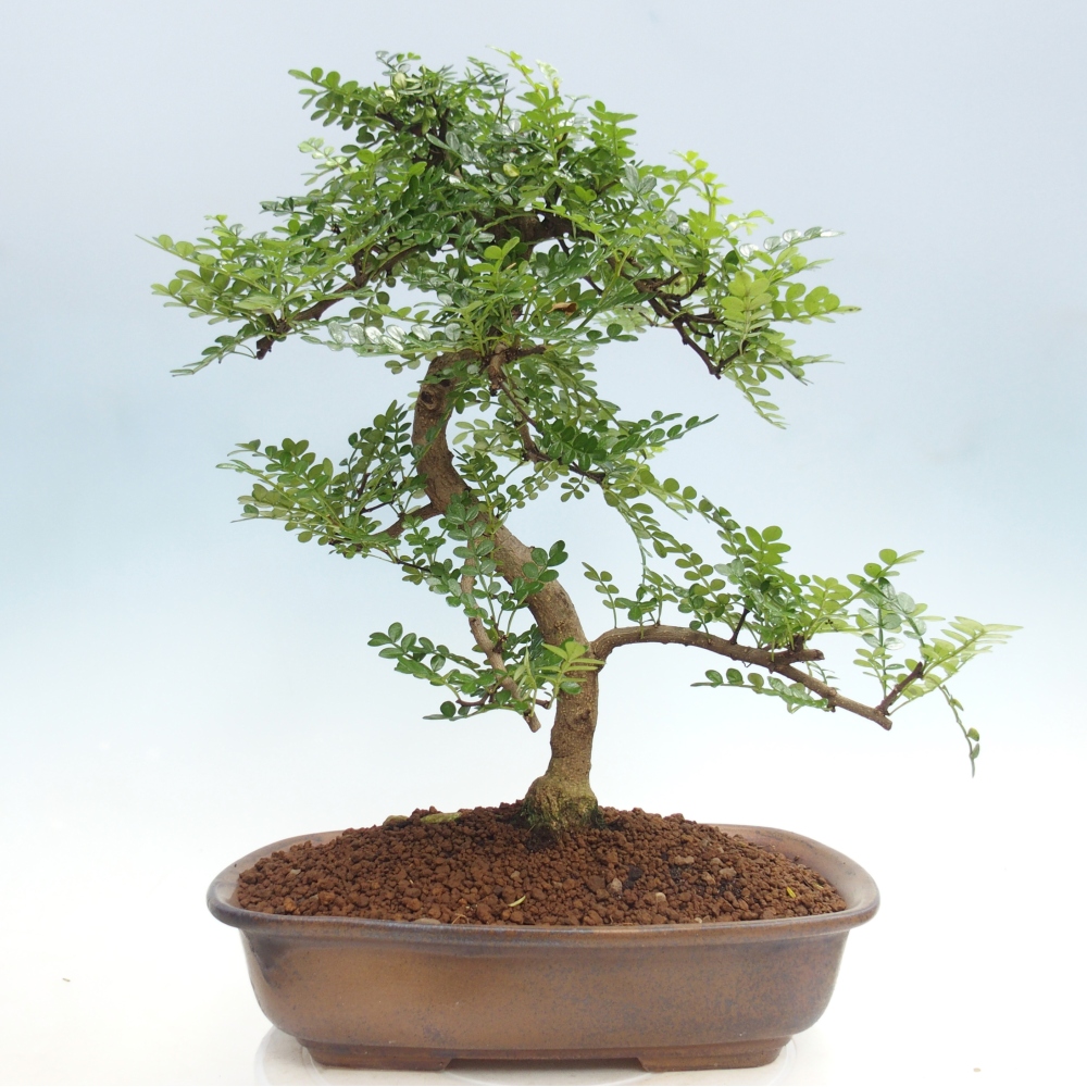 Room bonsai - Zantoxylum piperitum - pepper tree