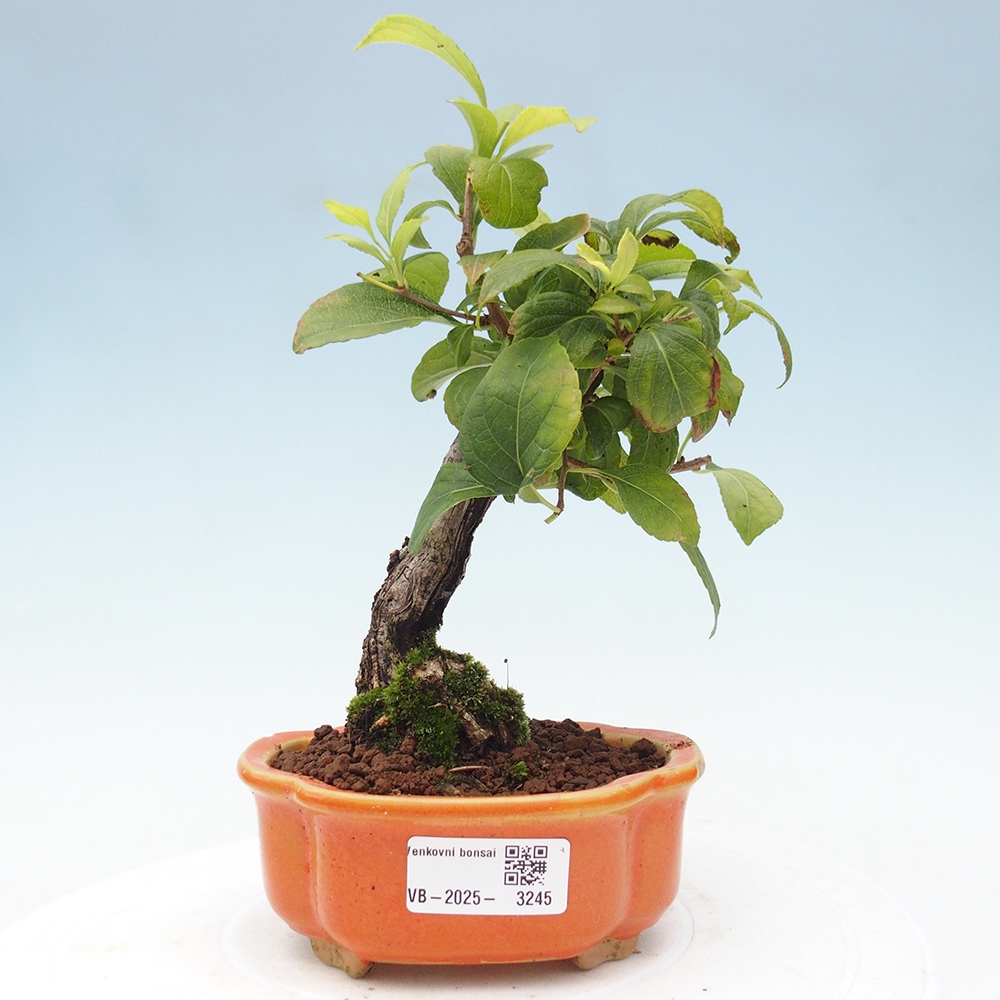 Outdoor bonsai - Celastrus Jesenec