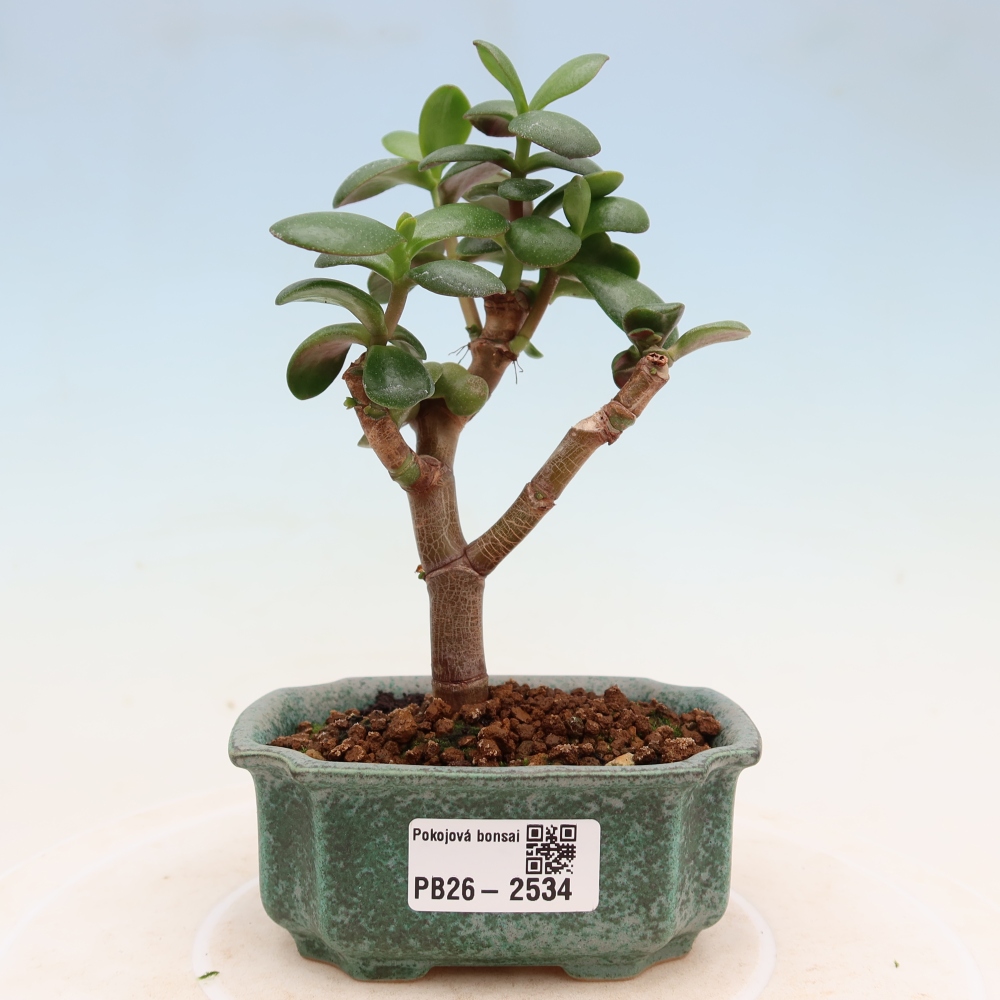 Room bonsai - Portulakaria Afra - Tlustice