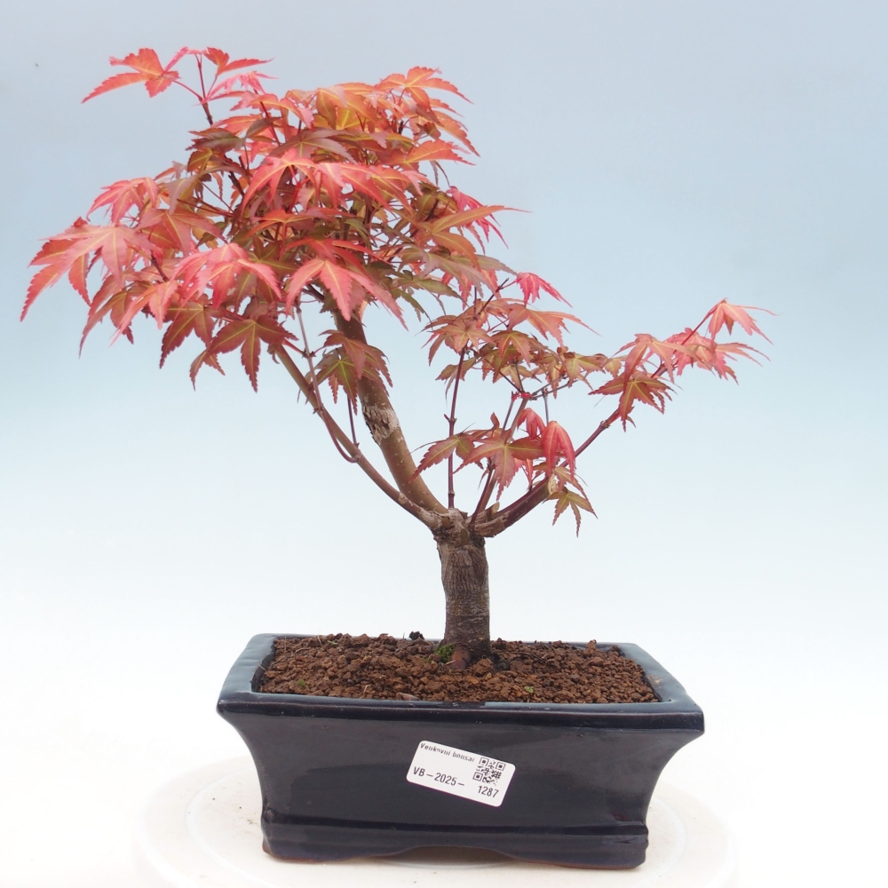 Outdoor bonsai - dlanitolistý Maple - Acer palmatum DESHOJO