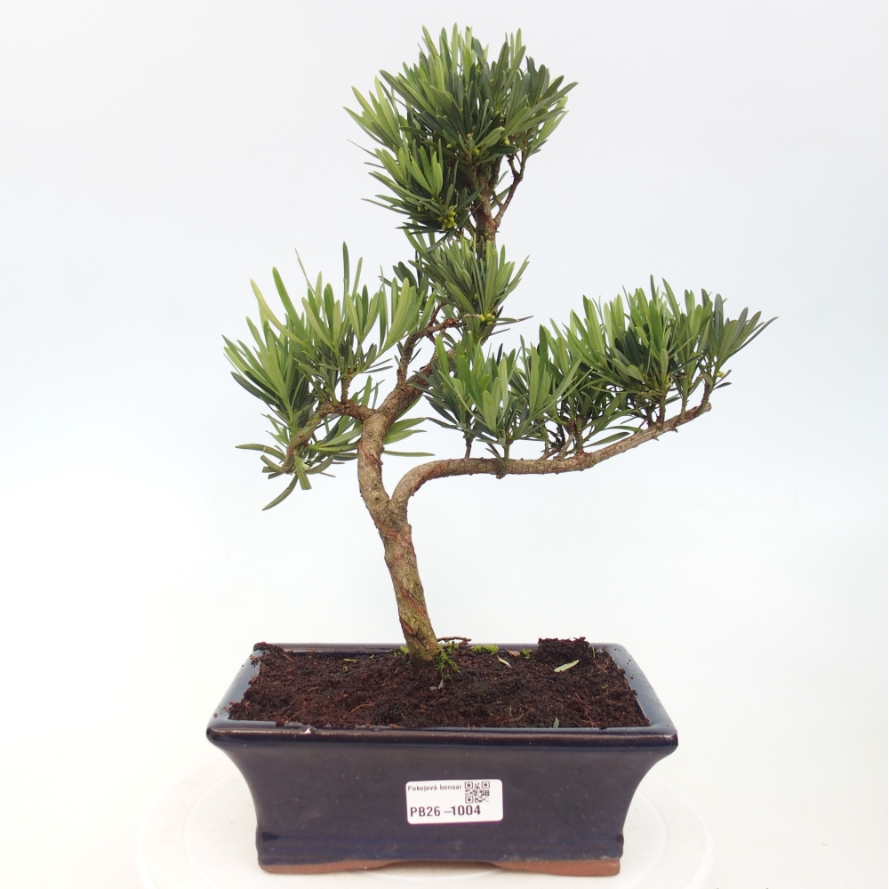 Room bonsai - Podocarpus - Stone Yew