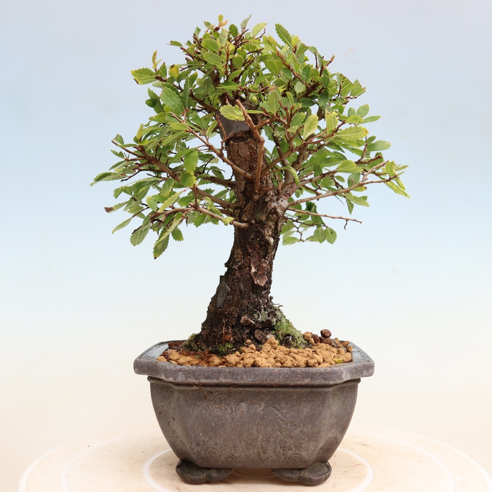 Outdoor bonsai - Zelkova - Zelkova NIRE