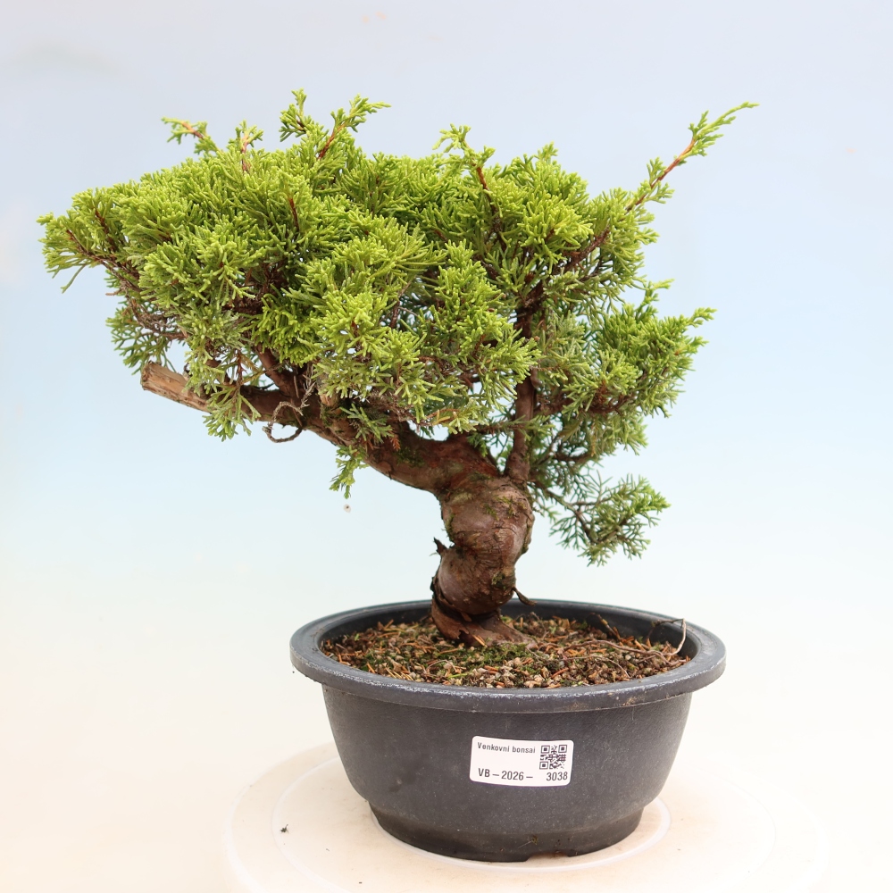 Outdoor Bonsai - Juniperus chinensis Itoigawa - Chinese Juniper