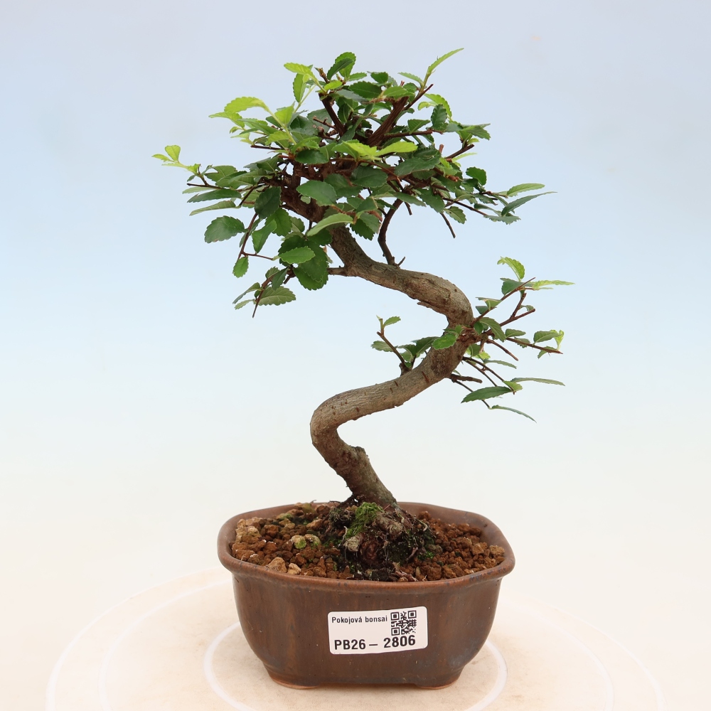 Room bonsai - Ulmus parvifolia - Small-leaved elm