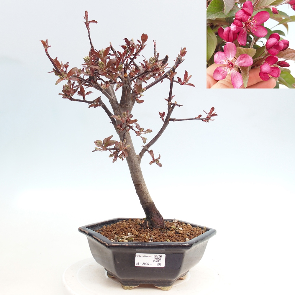 Outdoor bonsai -Malus domestica - Small-fruited red-leaved apple tree