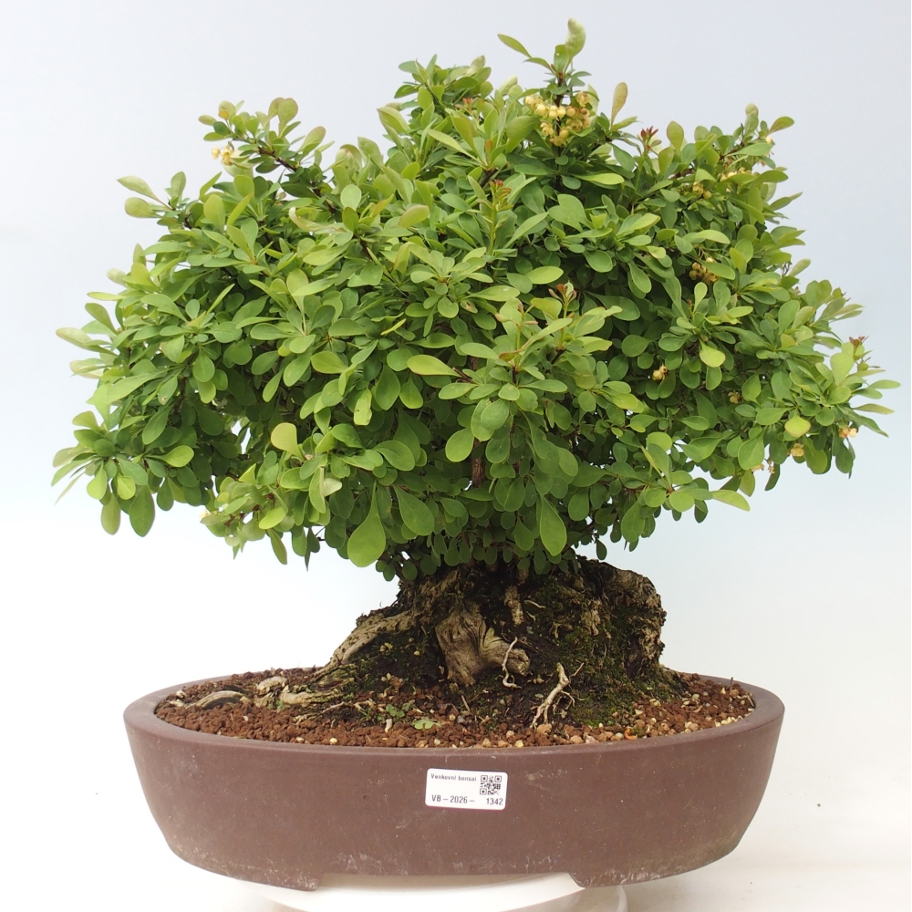 Outdoor bonsai - Barberry - Berberis thunbergii atropurpurea