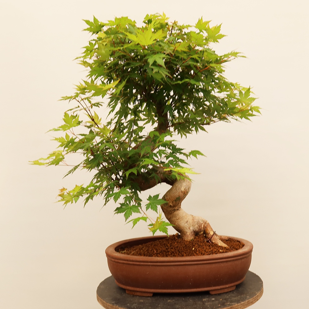 Outdoor bonsai - Maple palmatum - Palms