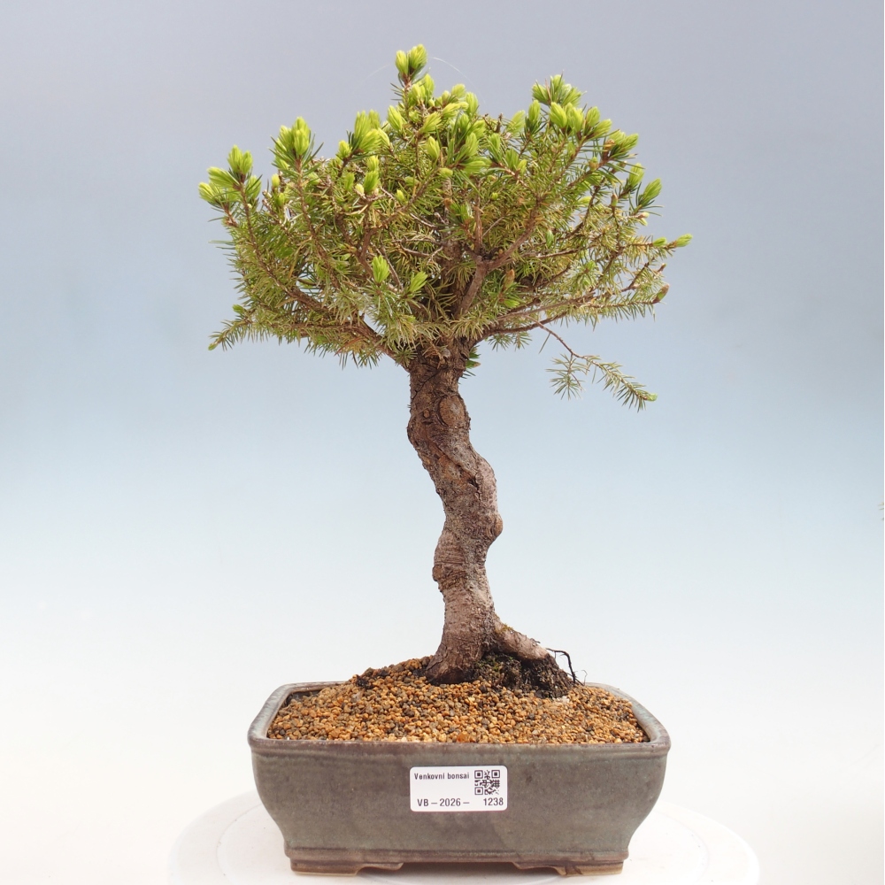 Outdoor bonsai - Spruce - Picea glauca globe