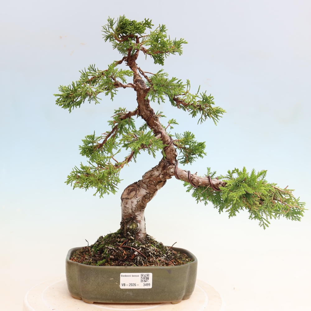 Outdoor Bonsai - Juniperus chinensis Itoigawa - Chinese Juniper
