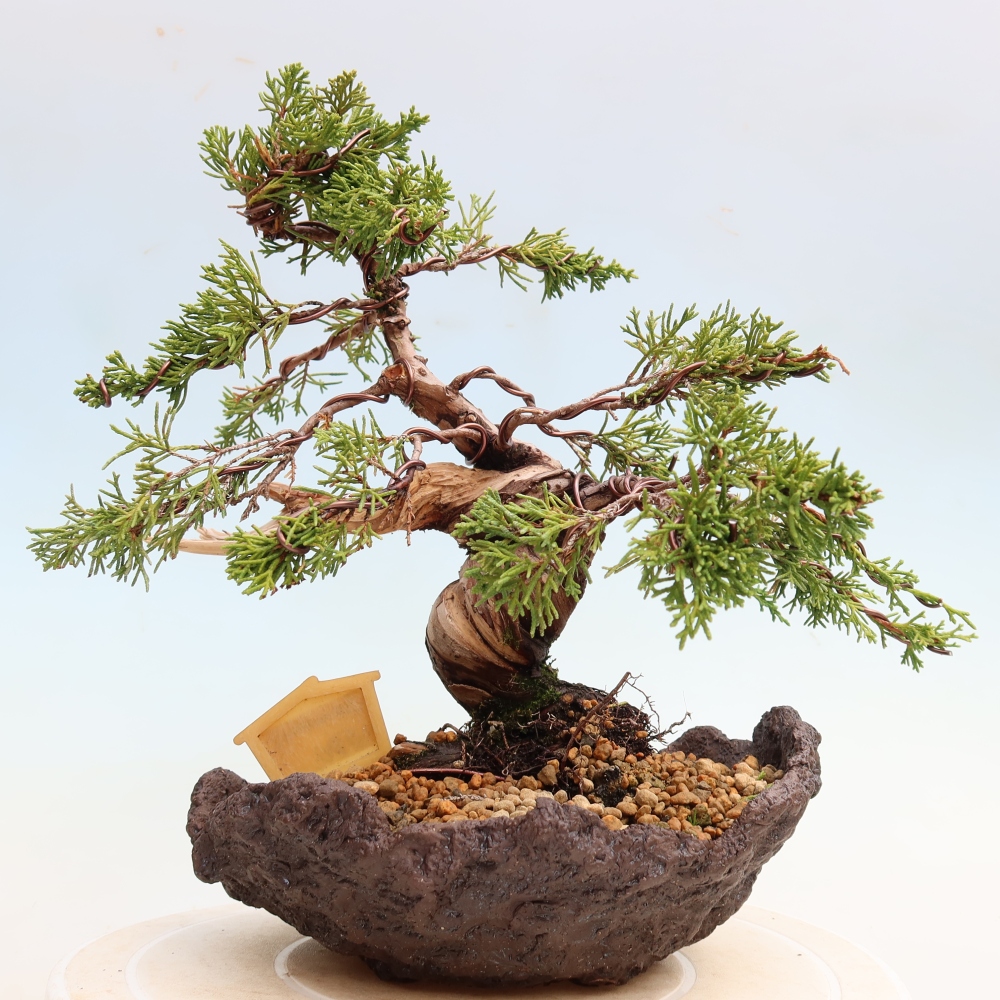 Outdoor Bonsai - Juniperus chinensis Itoigawa - Chinese Juniper