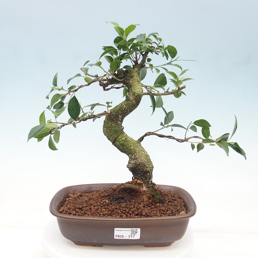 Room bonsai - Ficus retusa - small-leaved ficus