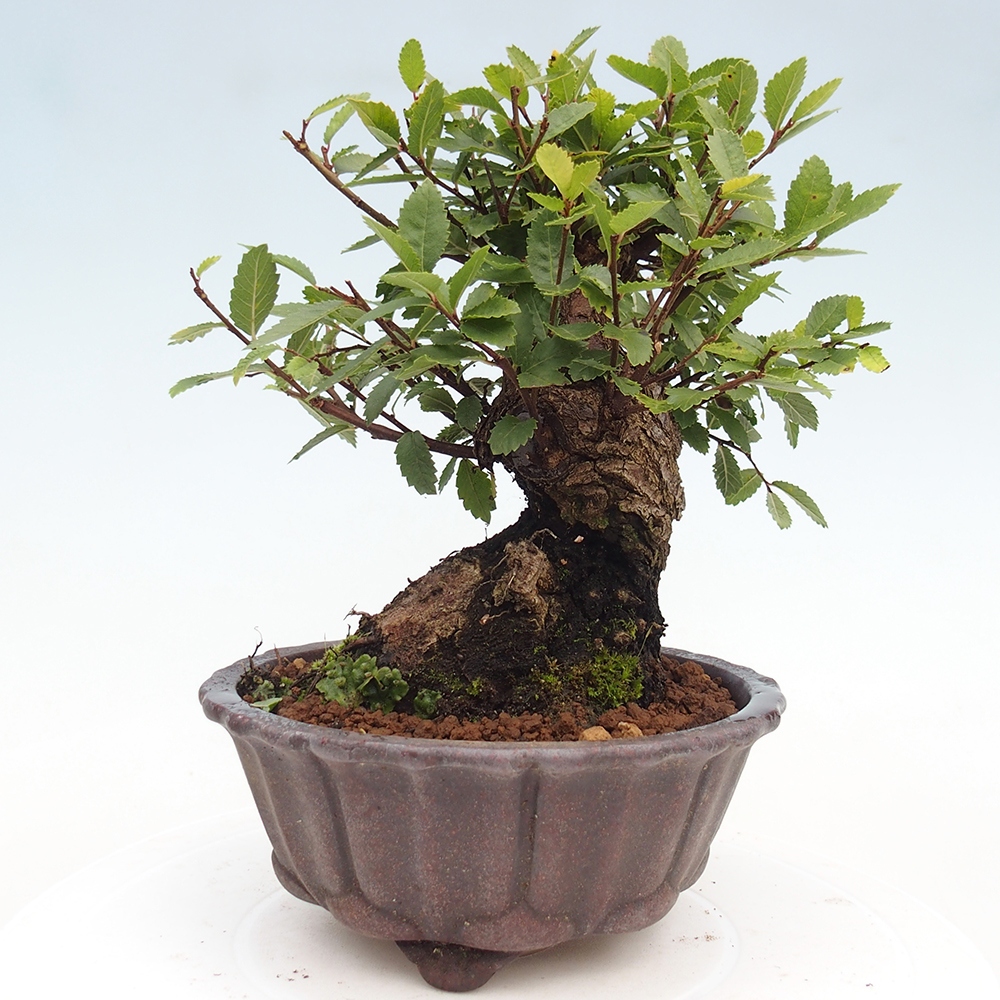 Outdoor bonsai - Zelkova - Zelkova serrata