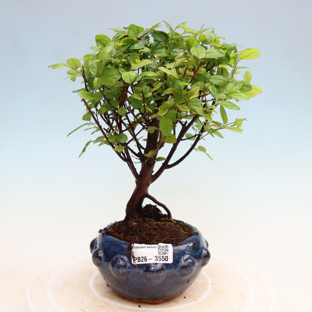 Room bonsai - Sageretia thea - Sageretia thea