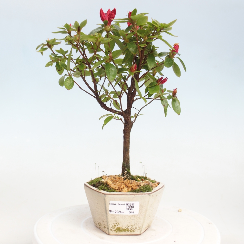 Outdoor bonsai - Japanese azalea - Azalea sp.