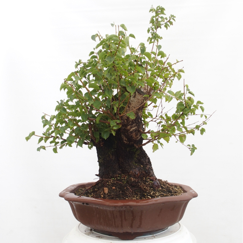 Outdoor bonsai - Mahalebka - Prunus mahaleb