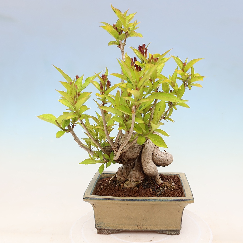 Outdoor Bonsai - Weigela subsessilis - Korean Weigela