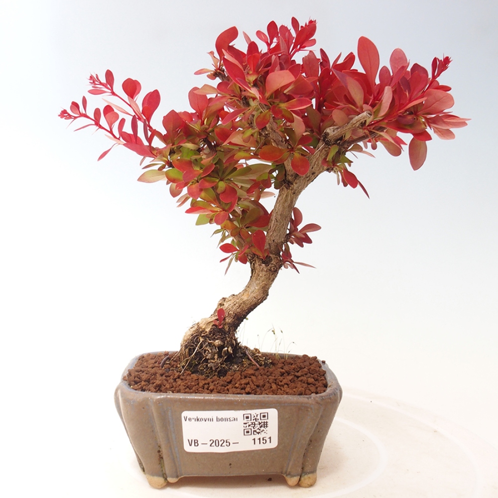 Outdoor bonsai - Berberis thunbergii Kobold - Dřištál Thunberg's